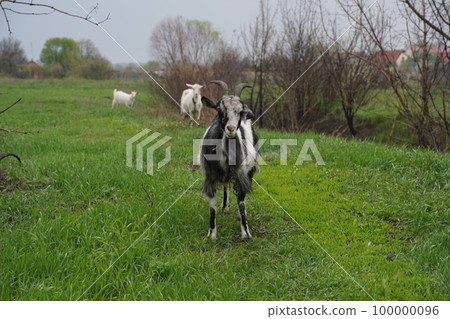 Black and white goat with horns growing back on a leash grazes in the field. Protection of animals, milk-giving animals Black and white goat with horns growing back on a leash grazes in the field. Protection of animals, milk-giving animals 100000096