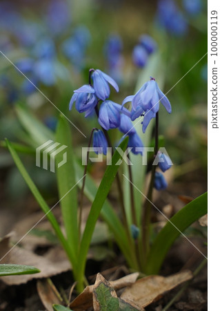Blue scylla flowers in the early spring with slightly unfocused background. Selective focus Blue scylla flowers in the early spring with slightly unfocused background. Selective focus 100000119