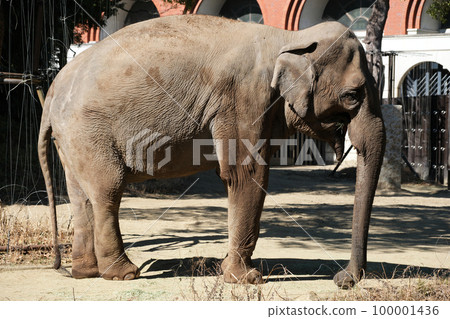 Indian elephant 100001436