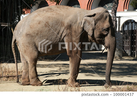 Indian elephant 100001437