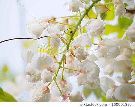 白色達摩紫藤花的特寫 100001553