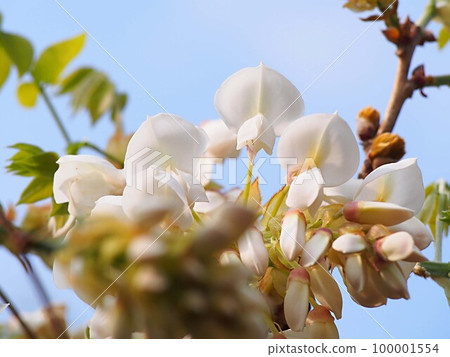 白色達摩紫藤花的特寫 100001554