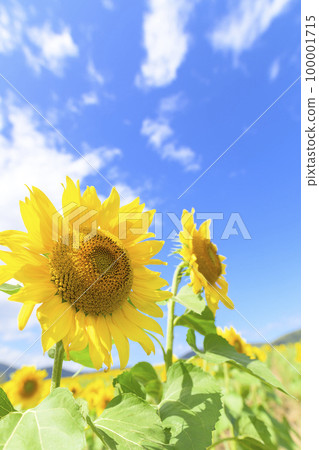 北海道赤井川村 Enjoy Farm Yume 的向日葵田 北海道赤井川村 Enjoy Farm Yume 的向日葵田 100001715