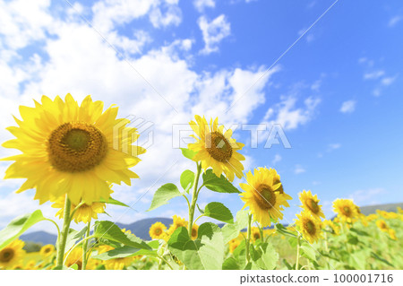 北海道赤井川村 Enjoy Farm Yume 的向日葵田 北海道赤井川村 Enjoy Farm Yume 的向日葵田 100001716