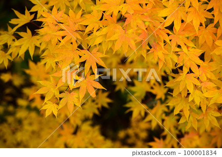Overlooking the beautiful autumn leaves (yellow leaves) 100001834
