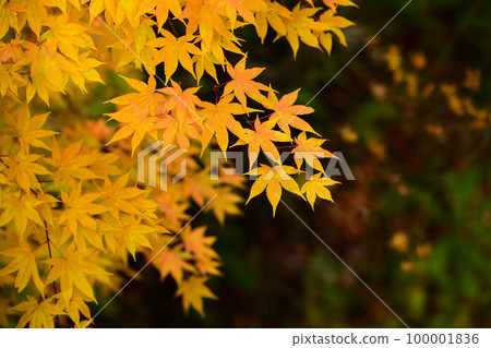 俯瞰美麗的秋葉（黃葉） 100001836