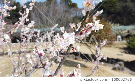 Saburi Pond Plum Festival 100002796