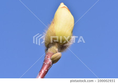 Shiraki Lotus 100002931