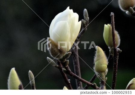 白木蓮 白木蓮 100002933