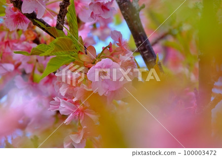 Kawazu cherry blossoms that color early spring Kawazu cherry blossoms that color early spring 100003472
