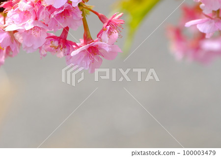 Kawazu cherry blossoms that color early spring Kawazu cherry blossoms that color early spring 100003479