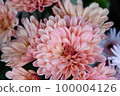 Chrysanthemum flower close-up 100004126