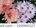 Chrysanthemum flower close-up 100004127