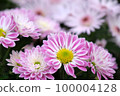 Chrysanthemum flower close-up 100004128