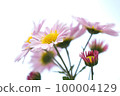 Chrysanthemum flower close-up copy space 100004129
