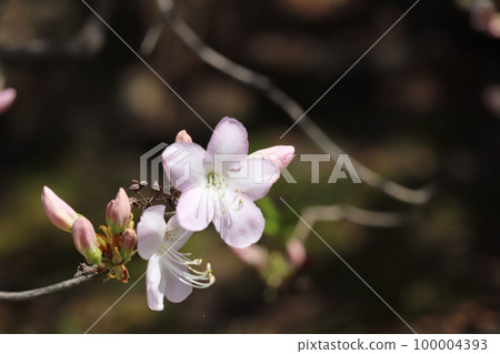 粉紅色的花朵 100004393
