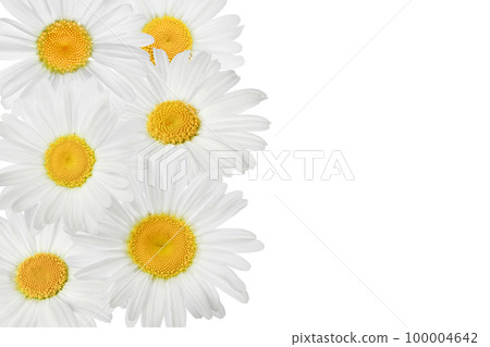 chamomile or daisies isolated on white background. Top view with copy space for your text. Flat lay 100004642