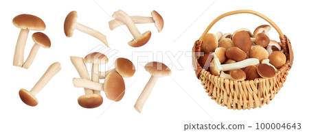 honey fungus mushrooms isolated on white background . Top view. Flat lay. 100004643