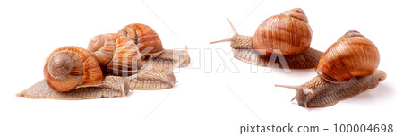Three snail crawling on a white background closeup Three snail crawling on a white background closeup 100004698