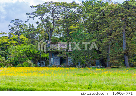 Akita Nikaho's early summer, Kanmanji temple gate in the fresh greenery 100004771