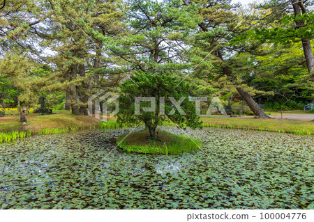 Akita Nikaho's early summer, Kanmanji Temple's fresh green lotus pond 100004776