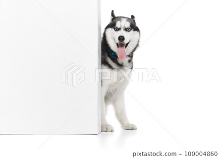 Portrait of Husky dog with tongue sticking out sitting near to wall isolated over white studio background. Beauty, animal health, happiness, care concept Portrait of Husky dog with tongue sticking out sitting near to wall isolated over white studio background. Beauty, animal health, happiness, care concept 100004860