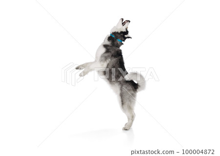 Studio shot of blue eyed beautiful groomed puppy of Husky dog posing isolated on white background. Concept of animal, care, health and beauty Studio shot of blue eyed beautiful groomed puppy of Husky dog posing isolated on white background. Concept of animal, care, health and beauty 100004872