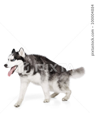 Studio shot of blue eyed beautiful groomed puppy of Husky dog posing isolated on white background. Concept of animal, care, health and beauty 100004884