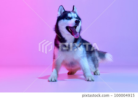 Purebred dog, black and white color puppy of Husky posing over gradient pink-purple background in neon light. Beauty, fashion, domestic animal and healthy lifestyle concept 100004915
