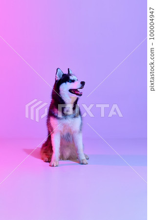 Purebred dog, black and white color puppy of Husky posing over gradient pink-purple background in neon light. Beauty, fashion, domestic animal and healthy lifestyle concept Purebred dog, black and white color puppy of Husky posing over gradient pink-purple background in neon light. Beauty, fashion, domestic animal and healthy lifestyle concept 100004947
