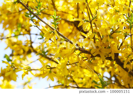 Forsythia tree in full bloom 100005151