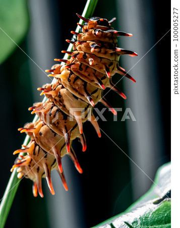 The brown color with long protrusions resembling thorns of the Golden Birdwing caterpillar 100005277