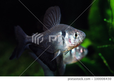 Black Phantom Tetra display Black Phantom Tetra display 100006430