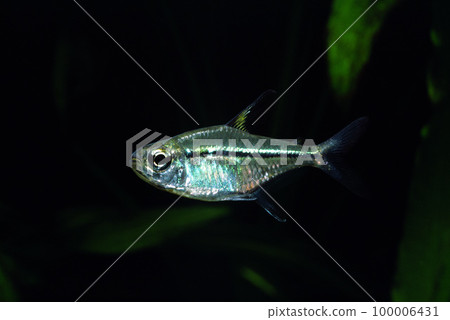 超四 超四 100006431