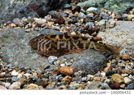 Spotted Hillstream Roach泥鰍同胞水族館 100006432