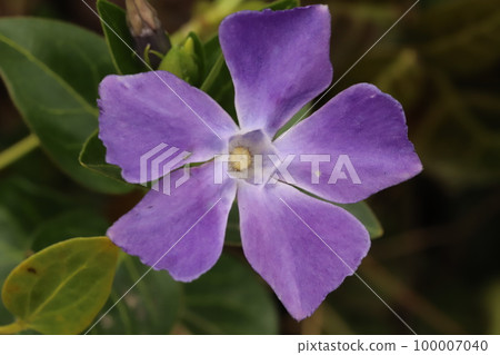 Purple periwinkle flowers blooming in an early spring garden in Japan 100007040