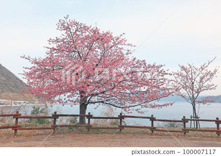 Kawazu Sakura (Kamitski) Kawazu Sakura (Kamitski) 100007117