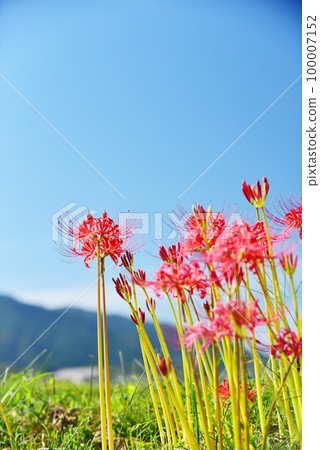 簇孤挺花盛開的田園風光 老鏡頭 簇孤挺花盛開的田園風光 老鏡頭 100007152
