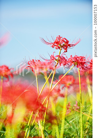 Cluster amaryllis blooming rural scenery Old lens 100007153