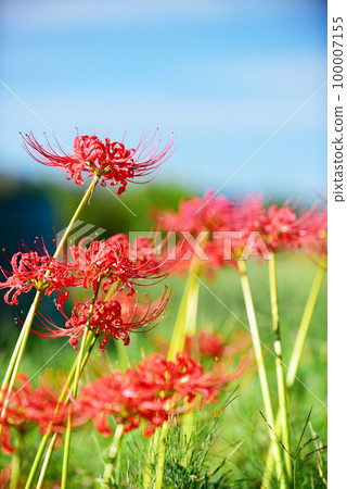 Cluster amaryllis blooming rural scenery Old lens 100007155