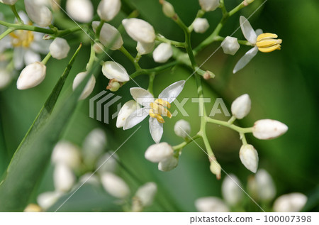 Nanten Nanten 100007398