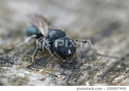 Closeup on a small black carpenter bee, Ceratina species with a typical white striped nose 100007448