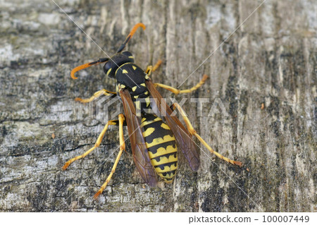 Closeup on a yellow and black European Paper Wasp, Polistes dominula Closeup on a yellow and black European Paper Wasp, Polistes dominula 100007449
