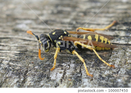 Closeup on a yellow and black European Paper Wasp, Polistes dominula Closeup on a yellow and black European Paper Wasp, Polistes dominula 100007450