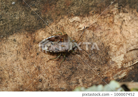 Closeup on the Parent bug, Elasmucha grisea sitting on a twig 100007452