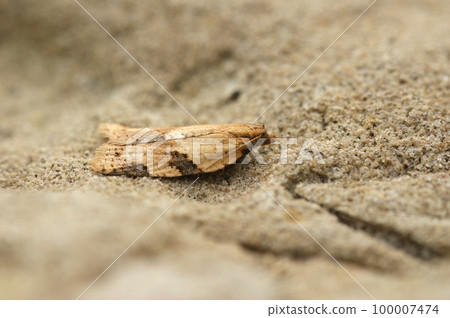 Closeup on a rather small Cyclamen tortrix moth, Clepsis spectrana sitting on a stone in the garden 100007474