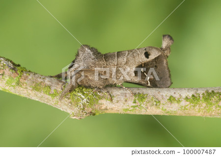 Closeup on the rare Scarce Chocolate-tip ,Clostera anachoreta, sitting on a twig 100007487