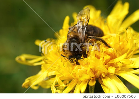 Closeup on a female vernal Colletes cunicularius , drinking nectar from yellow dandelion flower, Taraxacum officinale 100007506