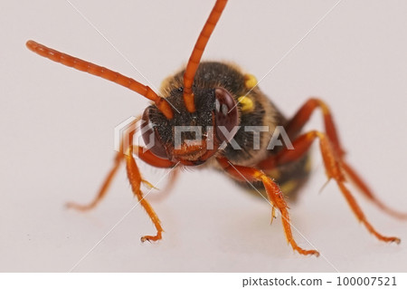 Frontal closeup on a colorful red female orange-horned nomad bee, Nomada fulvicornis isolated against a white background 100007521
