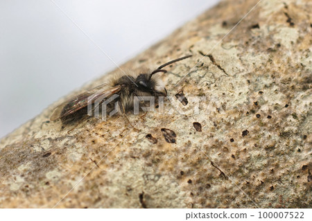 Closeup of a male of the Mellow miner mining bee, Andrena mitis sitting on the bark of a tree 100007522